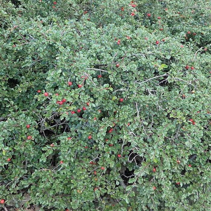 Cotoneaster, Cranberry Cotoneaster