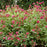 Lungwort, Raspberry Splash Lungwort