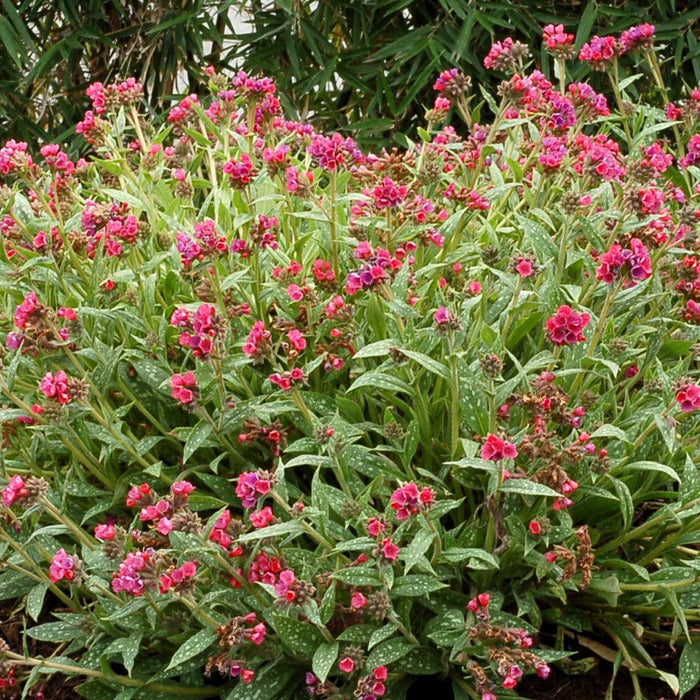 Lungwort, Raspberry Splash Lungwort