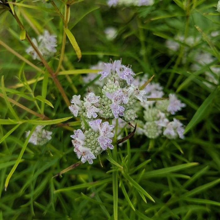 Mountain Mint, Slender Mountain Mint