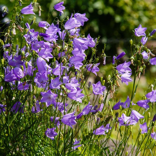 Bellflower, Bluebells