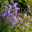 Bellflower, Bluebells