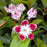 Mountain Laurel, Galaxy Mountain Laurel