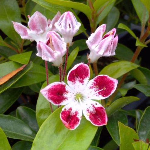 Mountain Laurel, Galaxy Mountain Laurel