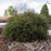 Arborvitae, Mr. Bowling Ball® Arborvitae