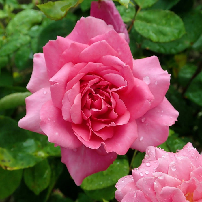Rose, Sophy's Rose