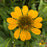 Coneflower, Sombrero® Lemon Yellow Improved Coneflower