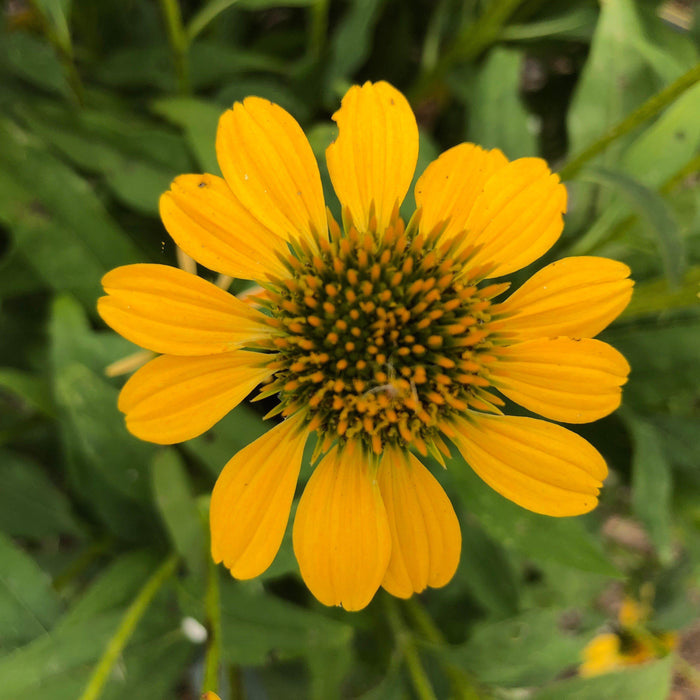 Coneflower, Sombrero® Lemon Yellow Improved Coneflower