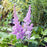 Astilbe, Visions Chinese Astilbe, False Goat's Beard
