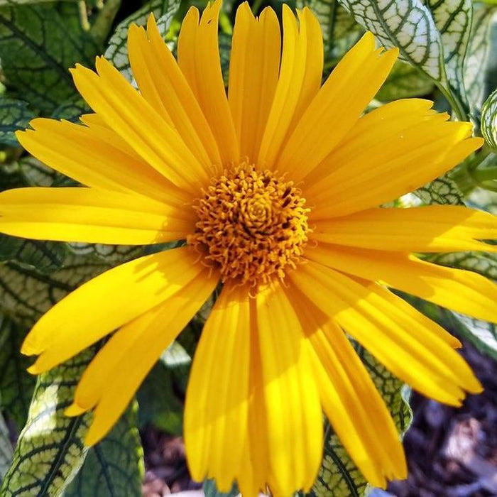 False Sunflower, Sunstruck False Sunflower