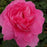 Rose, True Inspiration Rose