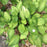 Hosta, Gold Standard Hosta