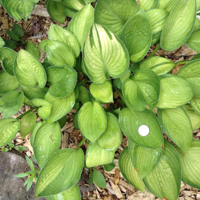 Hosta, Gold Standard Hosta