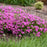 Phlox, PW® Magenta Sprite Phlox