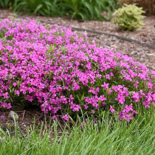 Phlox, PW® Magenta Sprite Phlox