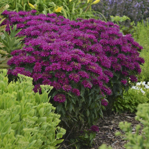 Bee Balm, Sugar Buzz® Grape Gumball Bee Balm