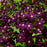Clematis, Jackmanii Superba Clematis