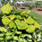 Hosta, Sum and Substance Hosta