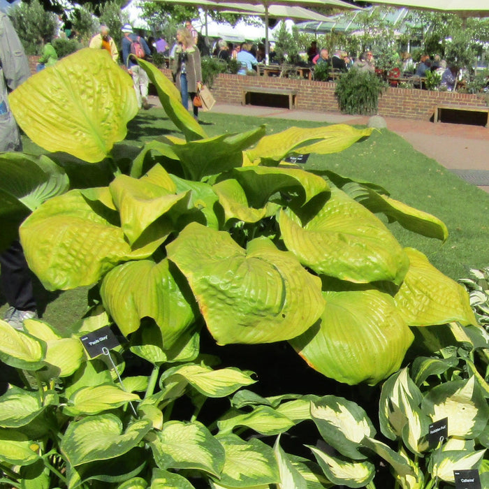 Hosta, Sum and Substance Hosta