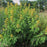 Senna hebecarpa  - Wild Senna