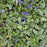 Vinca minor 'Ralph Shugert'  - Ralph Shugert Periwinkle