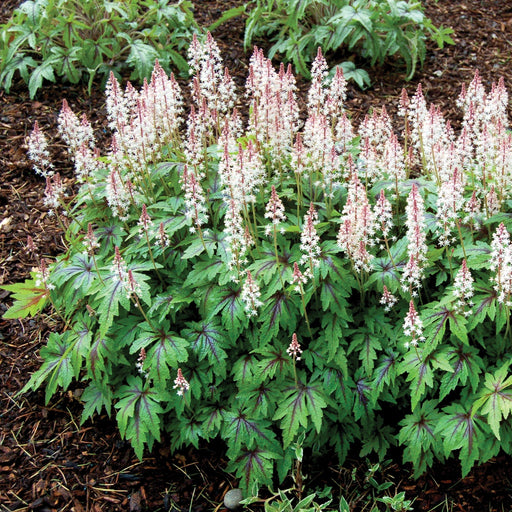 Foamflower, Sugar and Spice Foamflower