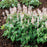 Foamflower, Sugar and Spice Foamflower