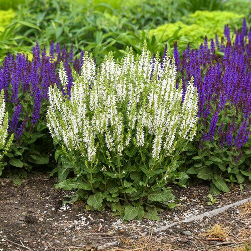Salvia, White Profusion Meadow Sage
