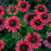 Coneflower, PW® Summersong™ Firefinch™ Coneflower