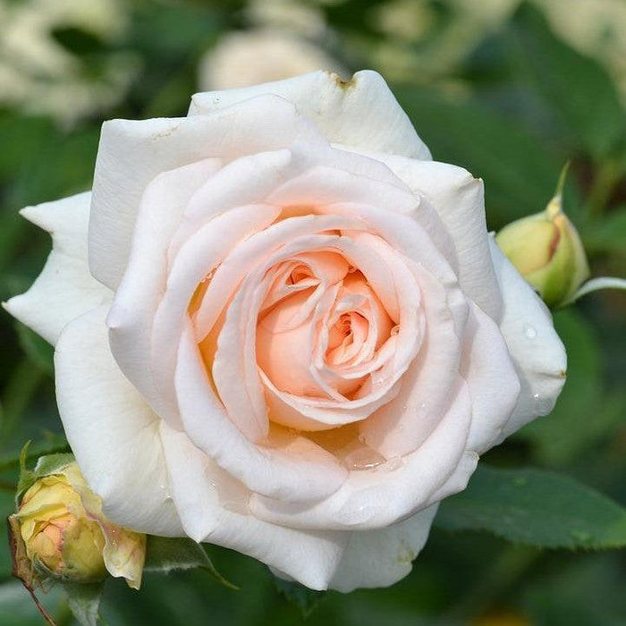 Rose, Showpiece™ Champagne Rose