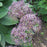 Allium, Star of Persia