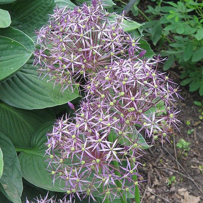 Allium, Star of Persia