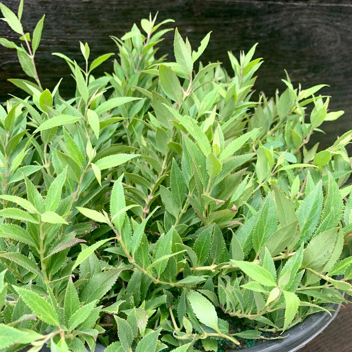 Deutzia, Dwarf Nikko Deutzia