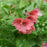 Lungwort, Pretty in Pink Lungwort