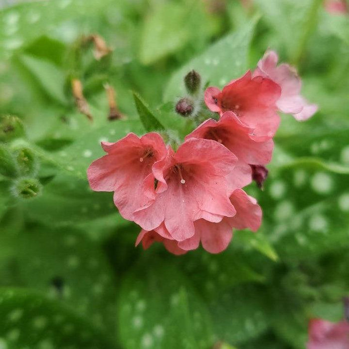 Lungwort, Pretty in Pink Lungwort