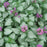 Deadnettle, Orchid Frost Deadnettle