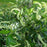 Summersweet, Hummingbird Summersweet