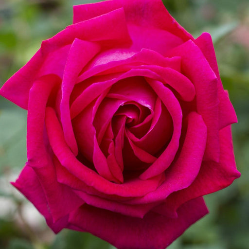 Rose, Sweet Spirit Rose