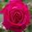 Rose, Sweet Spirit Rose