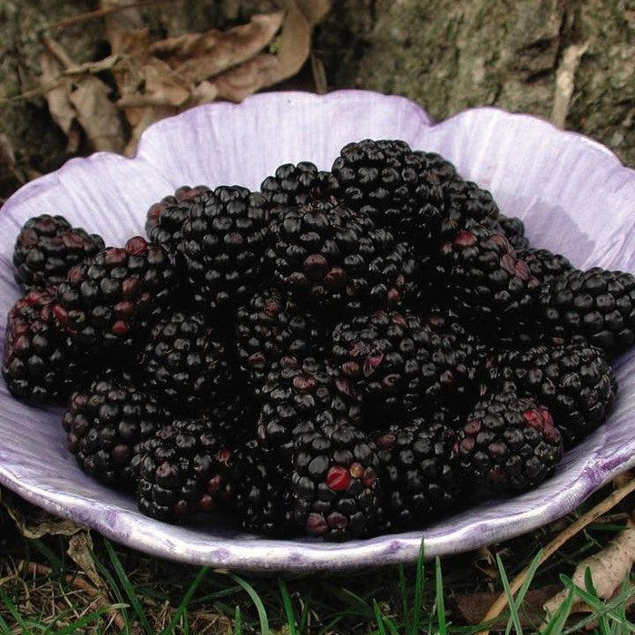 Blackberry, Chester Thornless Blackberry