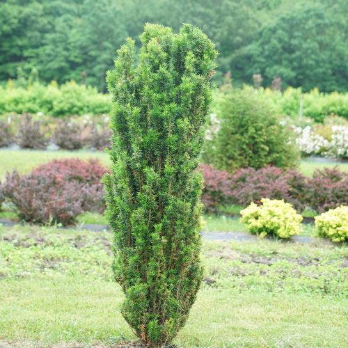 Yew, Stonehenge Skinny® Yew