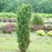 Yew, Stonehenge Skinny® Yew