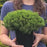 Pine, Slowmound Mugo Pine