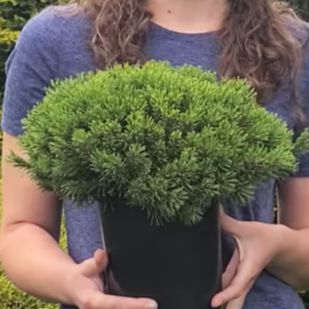 Pine, Slowmound Mugo Pine