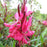 Gaura lindheimeri 'Kleau 04263'  - Belleza™ Dark Pink Gaura