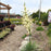 Yucca, Excalibur Yucca