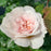 Rose, Emily Bronte Rose
