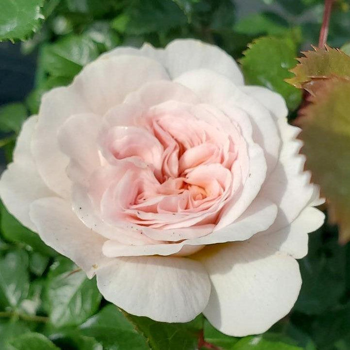 Rose, Emily Bronte Rose