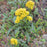 Goldenrod, Seaside Goldenrod