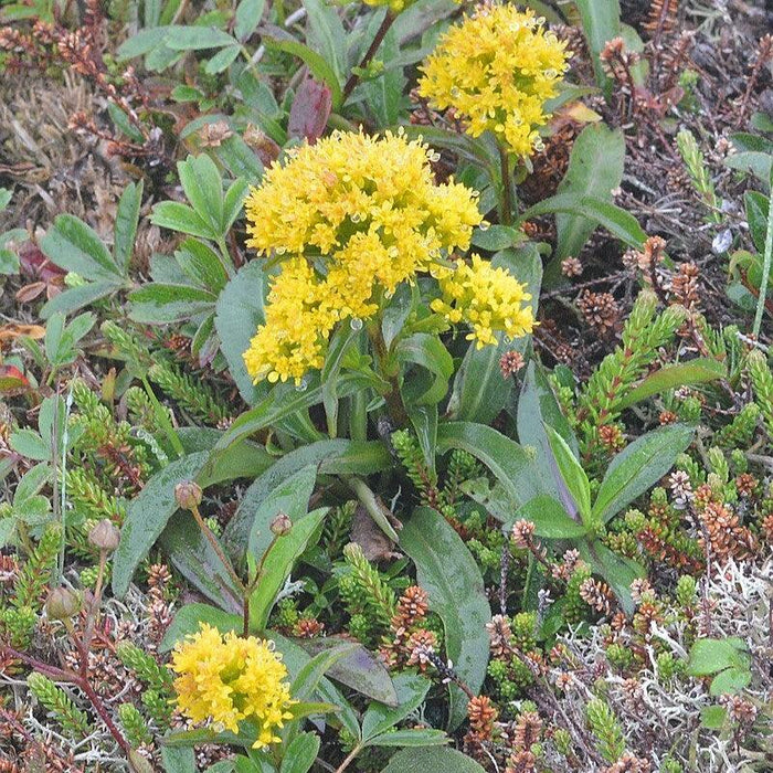 Goldenrod, Seaside Goldenrod